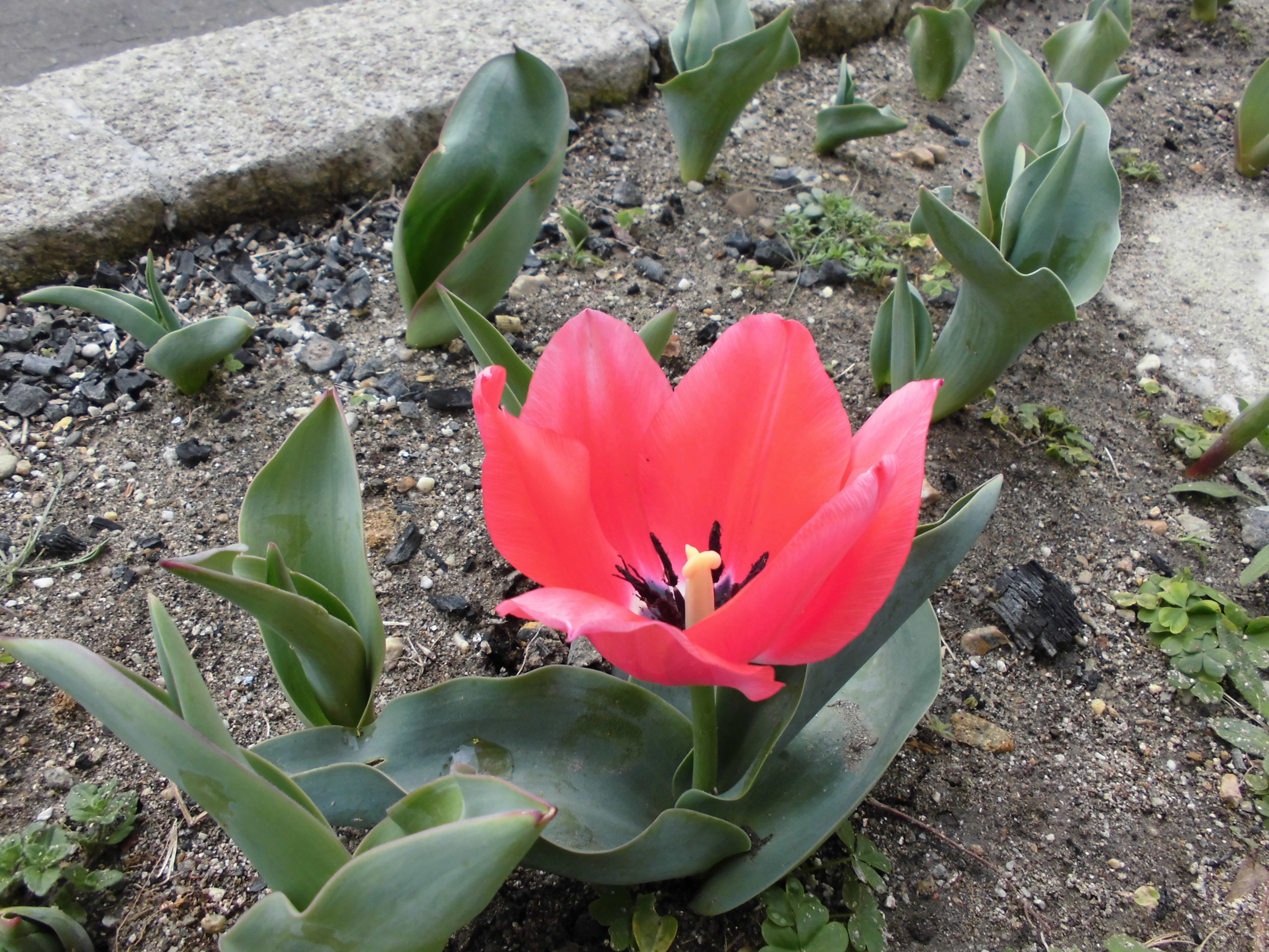 春の花 チューリップです 過去のつぶやき 大曽公園管理事務所