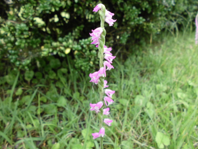 かわいいお花を見つけました 過去のつぶやき 大曽公園管理事務所