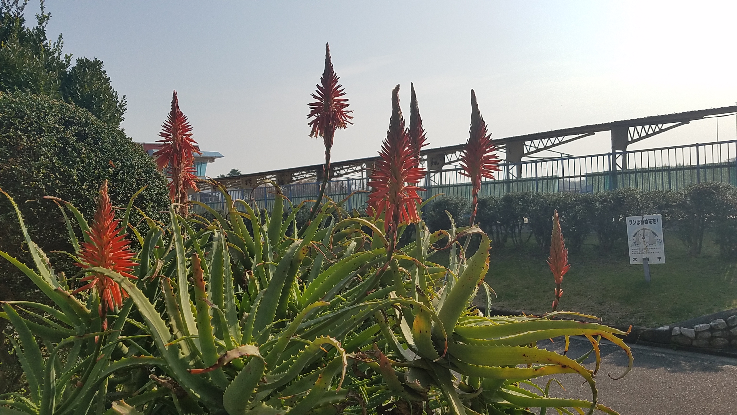 綺麗なアロエの花が咲いてます スタッフのつぶやき 大曽公園管理事務所